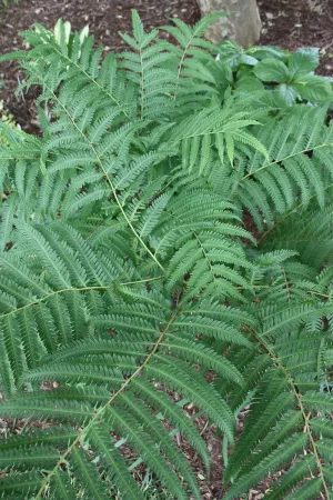 Pteris wallichiana Taoshan Trail