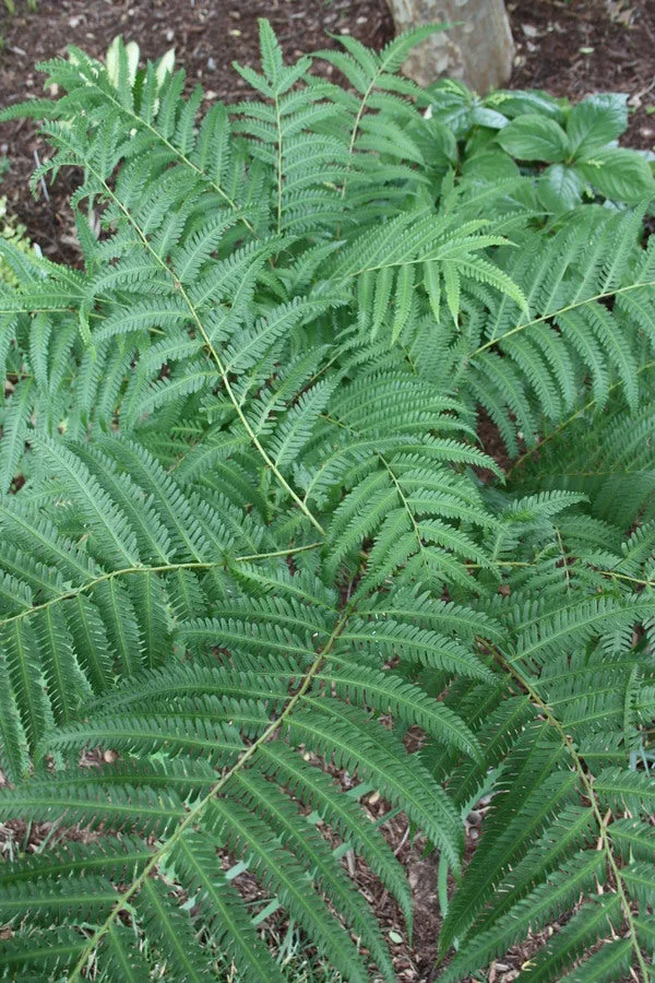 Pteris wallichiana Taoshan Trail